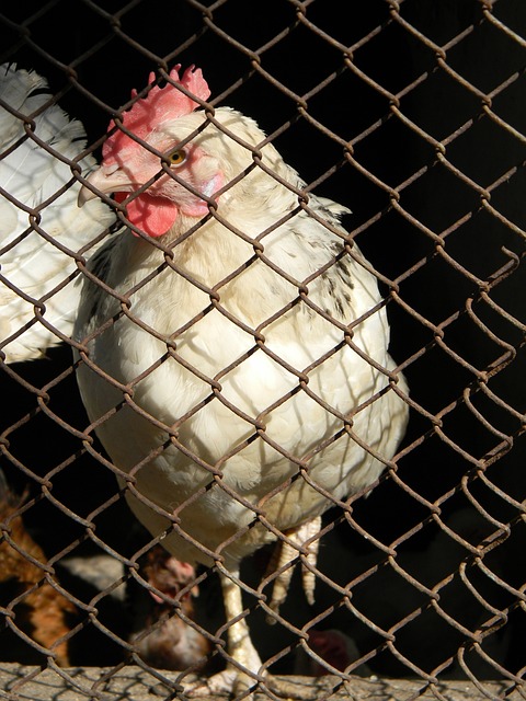 优雅的气息 优雅的气息